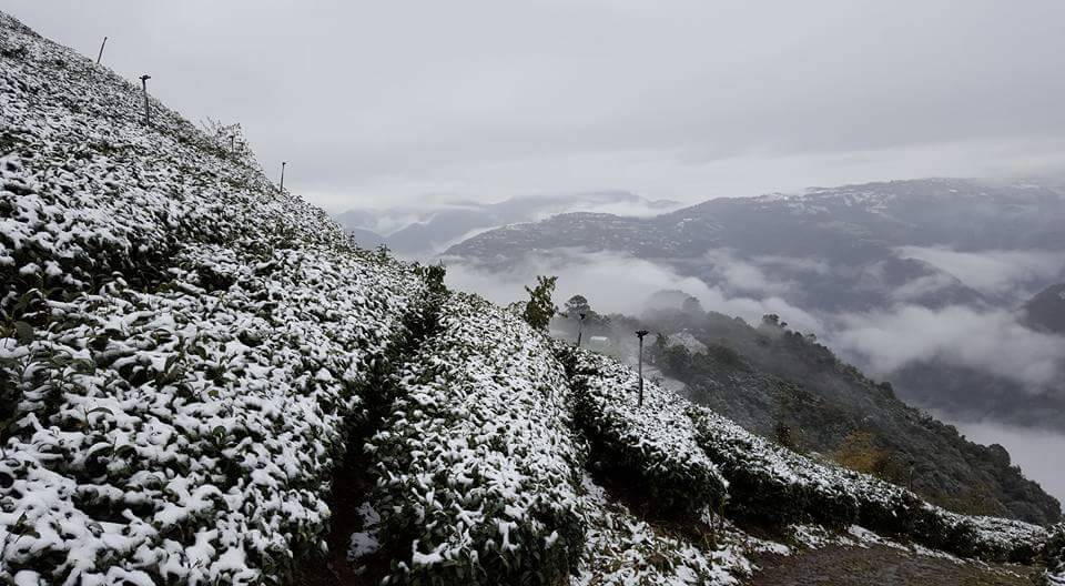 台灣高海拔茶園雪景