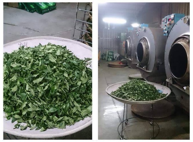 太平製茶小批次烘焙過程